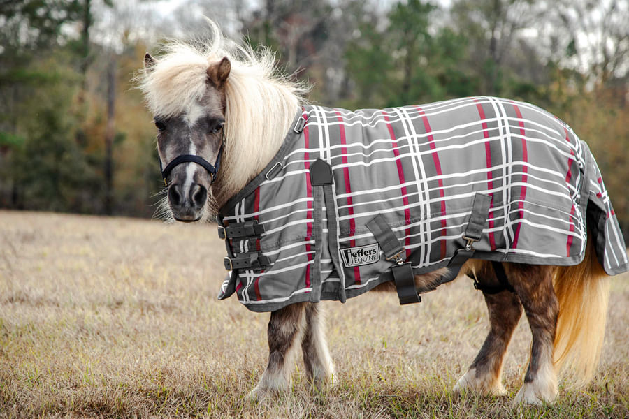 Jeffers Pony Poppins Medium Weight Turnout Horse Blanket with Standard
