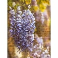 thumbnail image 2 of Frank, Assaf 15x18 Gold Ornate Wood Framed with Double Matting Museum Art Print Titled - Beautiful Allium flowers, 2 of 4