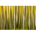 thumbnail image 2 of Theodore, George 14x11 Black Ornate Wood Framed with Double Matting Museum Art Print Titled - Colorado-Aspen-Abstract-Fall Colors, 2 of 4