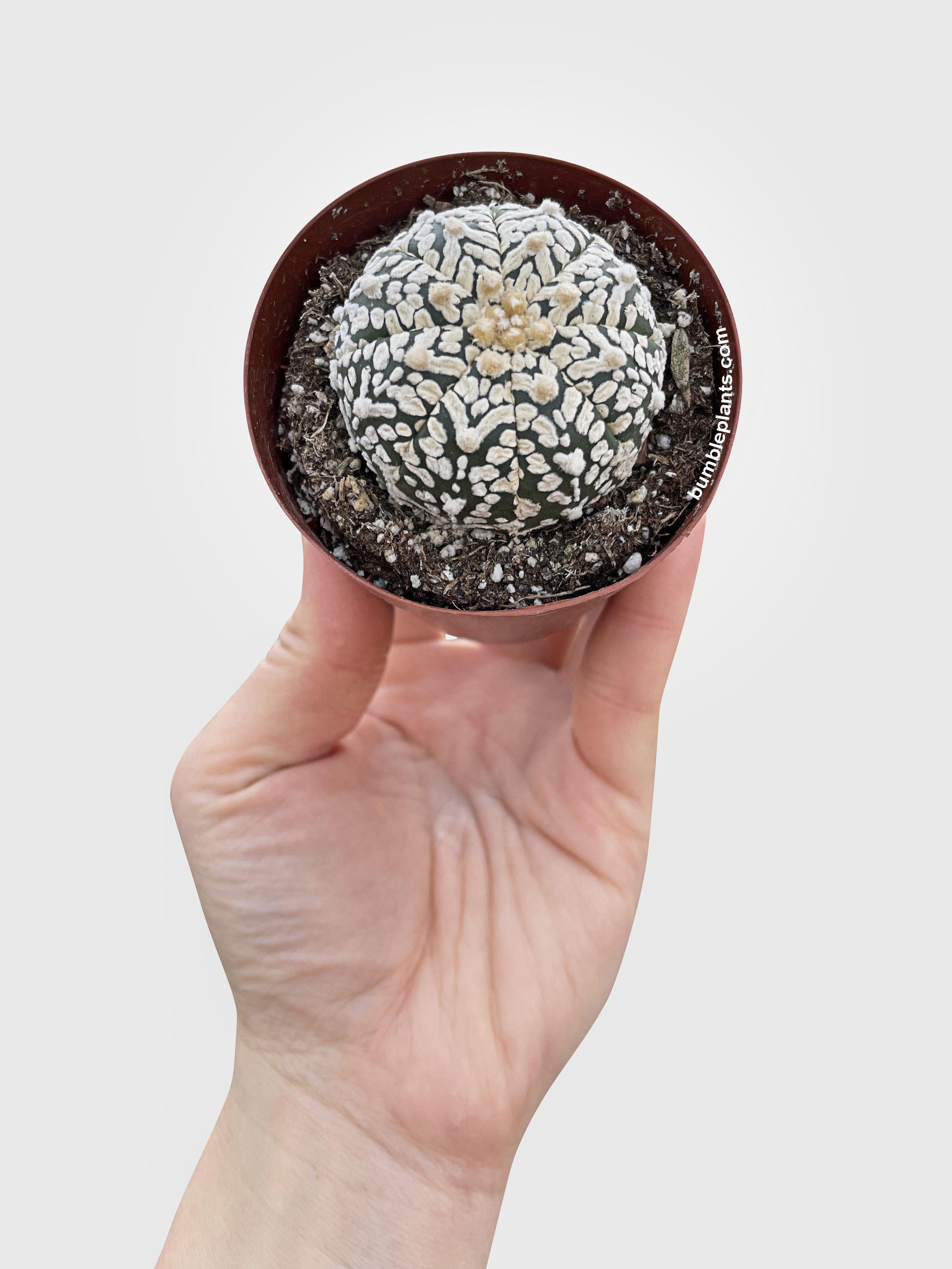 Bumble Plants Astrophytum Asterias Sand Dollar Cactus - Full Live Colorful Houseplant in Nursery Pot, Easy Care, Indoor Plant for Beginners