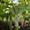 thumbnail image 6 of 50 Pcs Plant Grafting Sleeves Flexible Tube Grafting Tubes For Seedling Grafting Fruit Tree Grafting Garden Grafting Supplies For Gardeners Plant Enthusiasts, 6 of 8