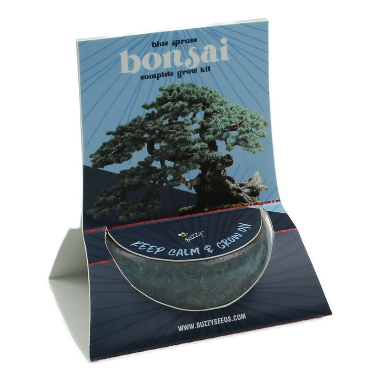 Buzzy Bonsai Blue Spruce Tree Grow Kit with Crackle Ceramic Pot