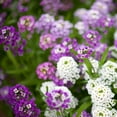 thumbnail image 3 of Lobularia Alyssum Drought Tolerant Ground Cover Plant Flower Seed Mix - 4000 Seeds, 3 of 4