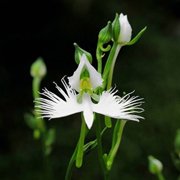 50 Japanese Radiata Seeds for Planting - White Egret Orchid - Fringed Orchid - Habenaria Radiata - Elegant, Rare Orchid Flower Plant