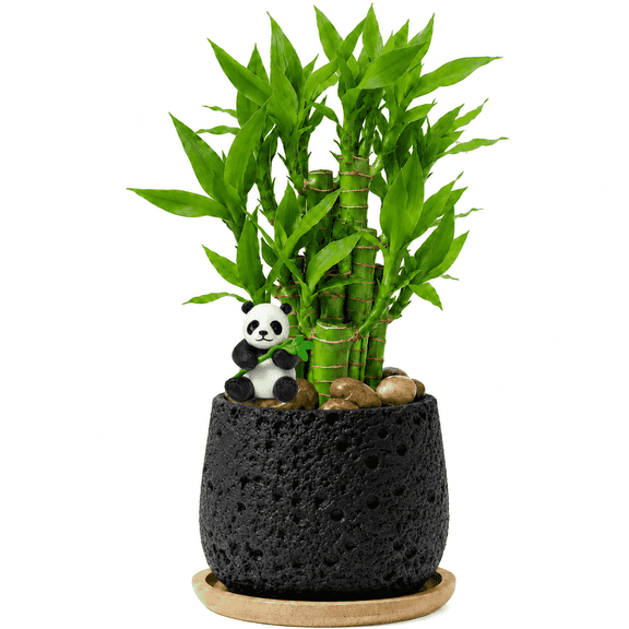 Lucky Bamboo Home Decor – Decorative Bamboo Plant Arrangement in Stone Pot, Indoor Desktop Greenery for Living Room, Office & Housewarming Gift(Black)