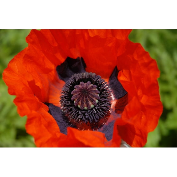 Seedville 100 Oriental Poppy Beauty of Livermere Flower Seeds