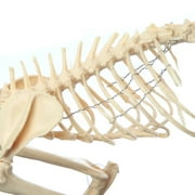 Anatomy Lab Feline Skeleton Model - Fixed Articulation on Base