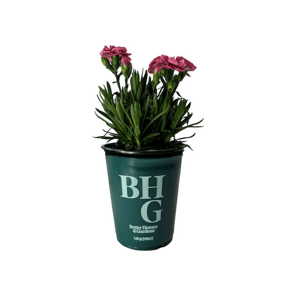 Better Homes and Gardens Outdoor Live Plant Dianthus Carnation Oscar Pink and Purple 1QT, Full Sun