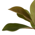 thumbnail image 4 of Bouclair Magnolia Artificiel Vert, 4 of 5