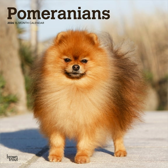 Pomeranians | 2026 12x24" (Hanging) Wall Calendar | Plastic-Free | BrownTrout