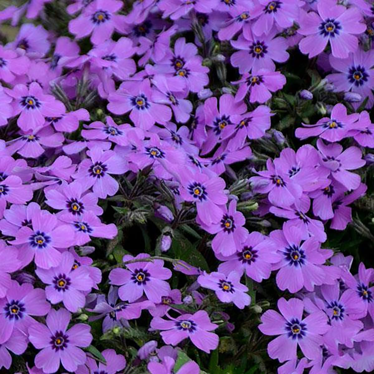 Eye Shadow Creeping Phlox Perennial - Gallon Pot - Walmart.com