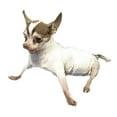 thumbnail image 4 of XS Extra Small Dog Diapers, 4 of 5