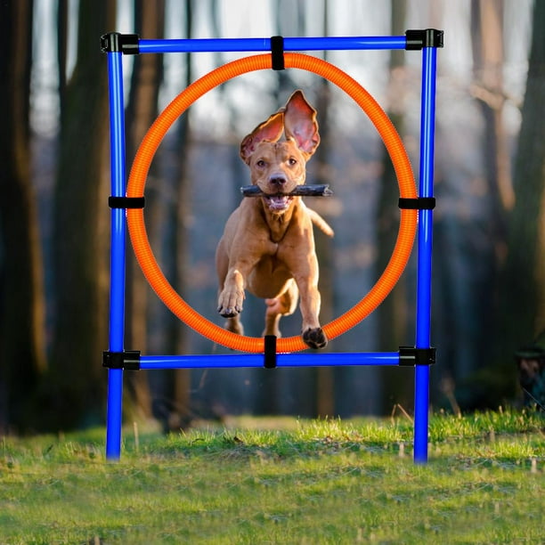 Dog hotsell sport equipment