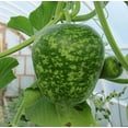 thumbnail image 2 of TomorrowSeeds - Small Apple Gourd Seeds - 50+ Count - For 2026 Planting Ornamental Gourds Green, 2 of 8