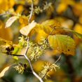 thumbnail image 2 of American Witch Hazel Hamamelis Virginiana Tree, Live American Witch Hazel Plant, Outdoor Landscape, 6 Inches Tall, 2 of 5