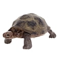 thumbnail image 3 of OUSITAID 3.4inch Giant Tortoise Wild Life Animal Toy Turtle Figure 14601, 3 of 8