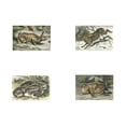 thumbnail image 2 of Unknown 24x20 Black Ornate Wood Framed with Double Matting Museum Art Print Titled - Micro Bunnies, 2 of 4