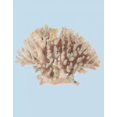thumbnail image 2 of PI Studio 15x18 Black Ornate Wood Framed with Double Matting Museum Art Print Titled - Coral I, 2 of 4