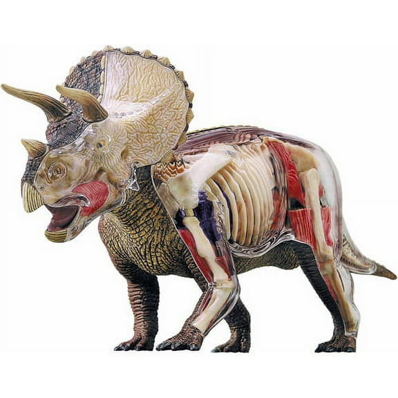 4D Vision Brand 4D Triceratops Anatomy Model
