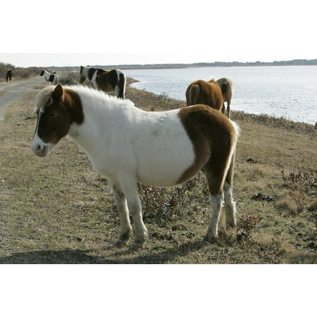 - Framed Art For Your Wall Ponies Grazing Wild Ponies Chincoteague Island 10x13 Frame
