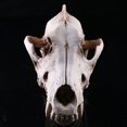 thumbnail image 3 of Adorno decorativo de resina NQ calavera de lobo, 3 of 3