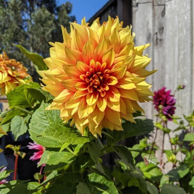 40 Seeds Dazzling Sun Dahlia Seeds Pollinator Friendly Heirloom Flower Seeds Mix to Plant