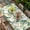 Green, variant on Spring White Daisy Table Cloths for 4 Foot Rectangle Tables, Flowers Green Leaves Pastoral Botanical Patio Waterproof Elastic Fitted Tablecloths, Washable Rectangular Table Cover for Camping