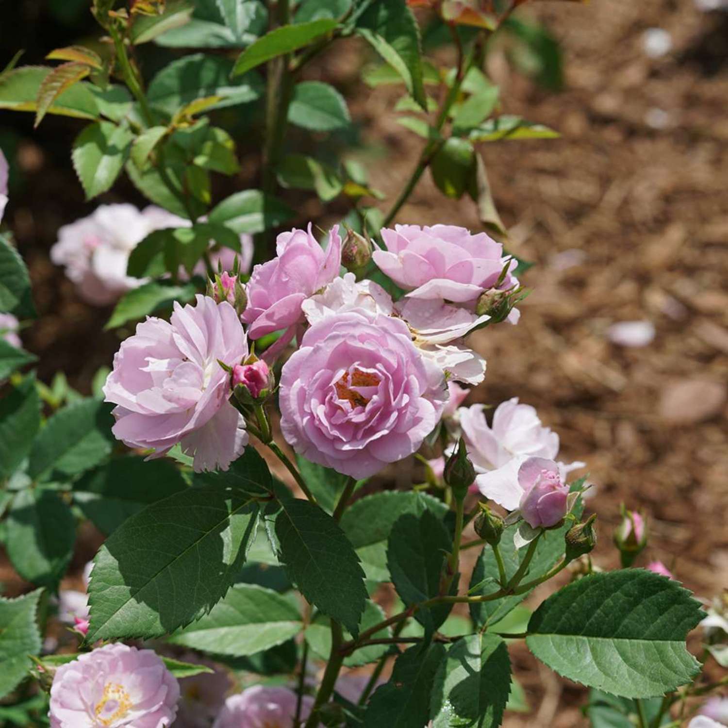 Proven Winners ColorChoice 5" Purple Rise Up Lilac Days Rose Live Plant in 4.5" Pot (4 Count)
