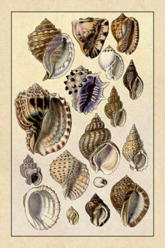 Shells Purpurifera