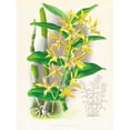 thumbnail image 2 of Jean Jules Linden 12x14 Black Ornate Wood Framed Double Matted Museum Art Print Titled: Dendrobium Mirbelianum (1885-1906), 2 of 5