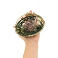 thumbnail image 2 of Abalone Shell Bowl For Smudging Sage Burner, 2 of 6