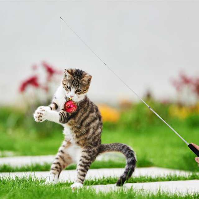 Gato Teaser Wands interactivo divertido caña de pescar Wand Stick juguete de entrenamiento (blanco) Likrtyny Libre de BPA