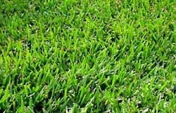 Bermuda Grass Seed Common Raw Unhulled - 5 Lbs. - Walmart.com - Walmart.com