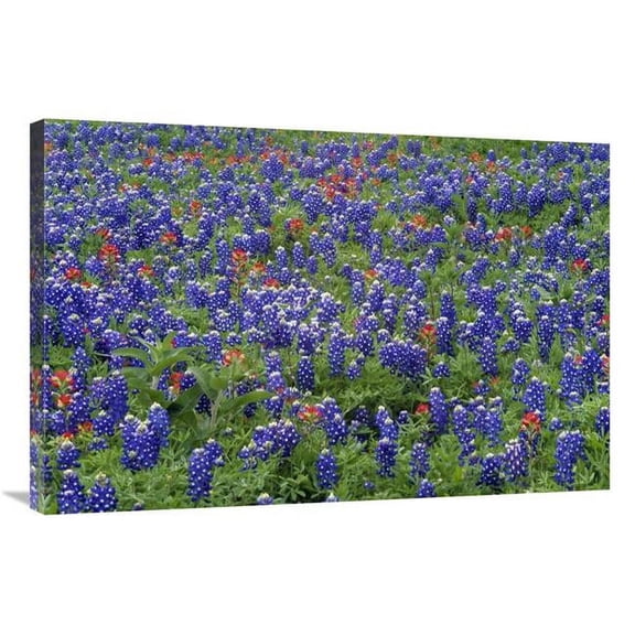 Global Gallery Hill Country Wildflowers Including Sand Bluebonnets & Paintbrush - Texas Art Print - Tim Fitzharris