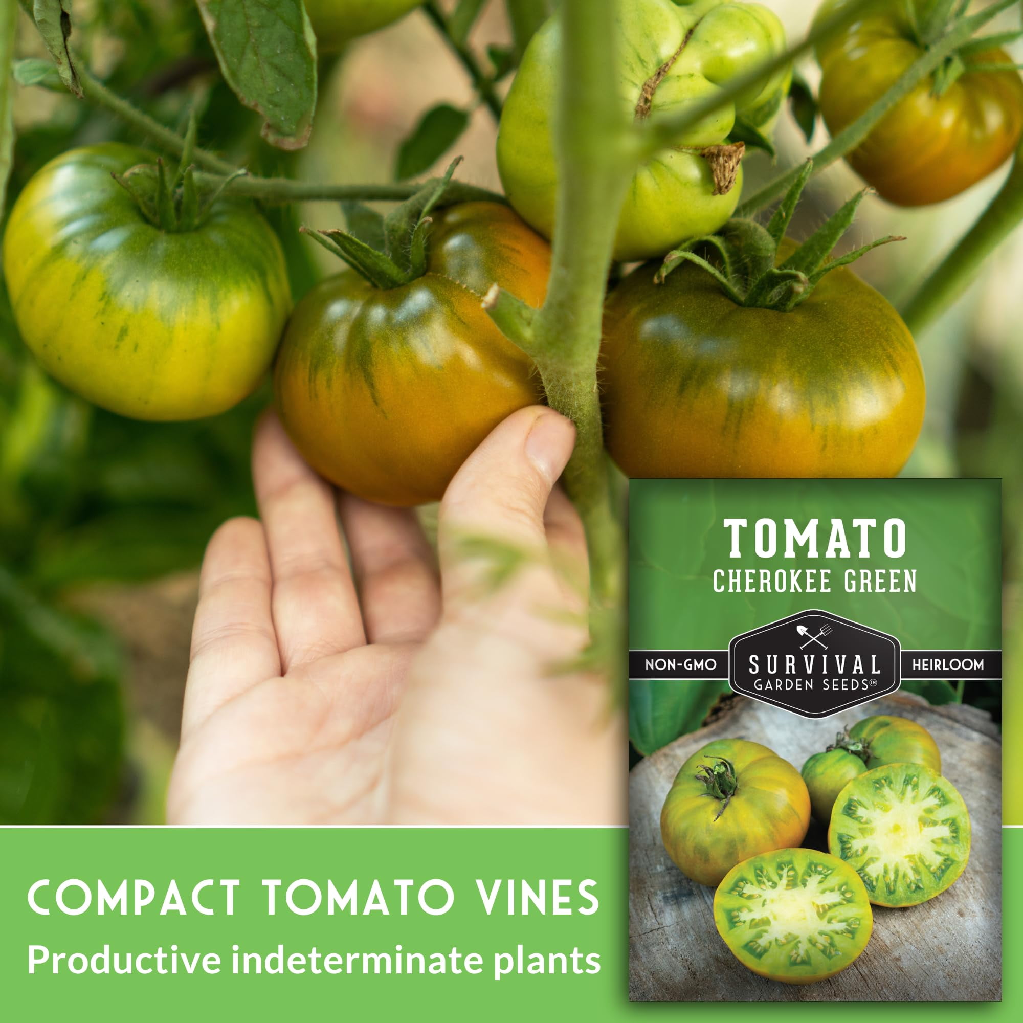 tomato TomatoTone2023_square-