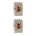 thumbnail image 3 of Bewildely Materiales respetuosos con el medio ambiente para un espécimen de escarabajo avispa araña escorpión seguro y confiable Type4 NO4, 3 of 6