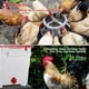 thumbnail image 4 of 12Pcs Horizontal Chicken Waterer Nipples with Drill Bits, 4 of 5