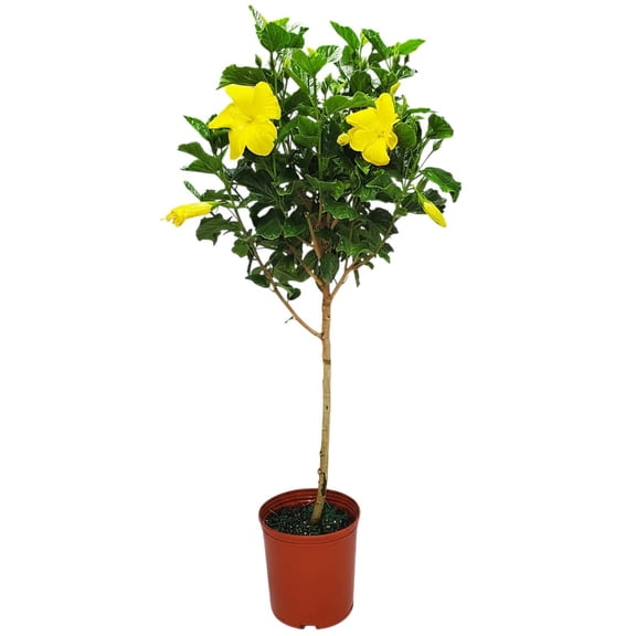 Tropical Plants of Florida 38" to 44" Yellow Hibiscus Tree; Yellow Flower Tree, Full Sunlight