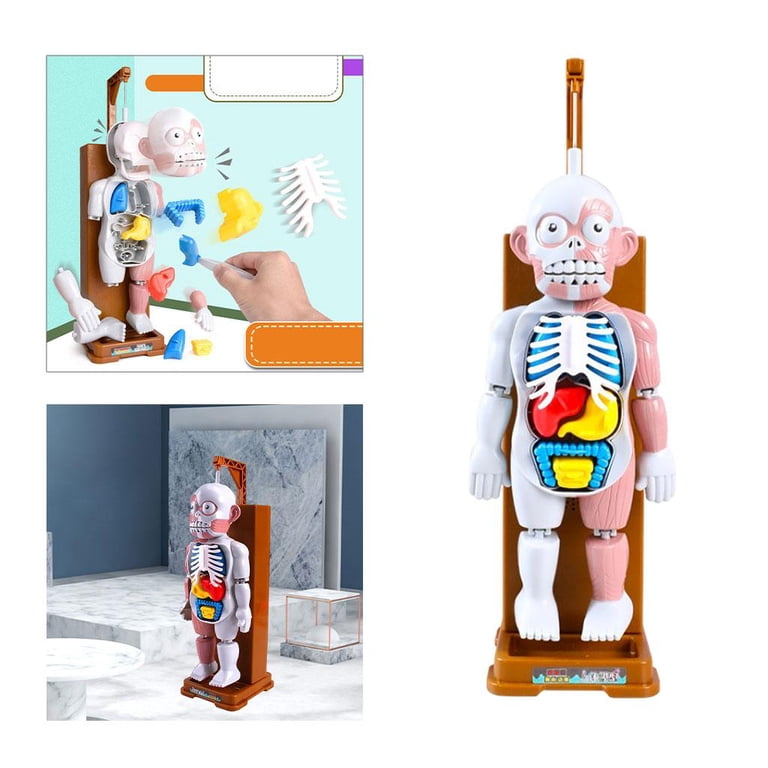 LeeQinersw Human Body Model Playset Puzzle Games Science Toys