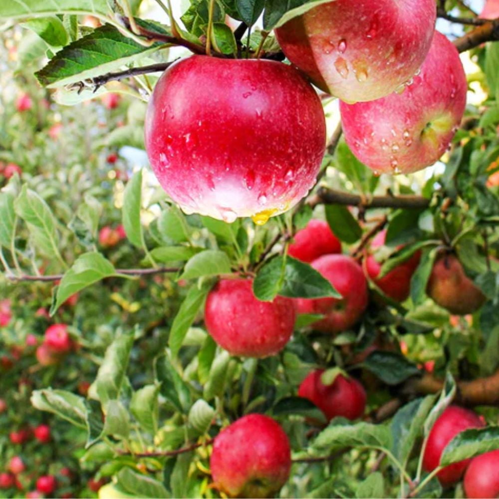Expert Gardener 2-3 ft tall Pink Lady Apple Live Tree in 5-Gallon Grower Pot