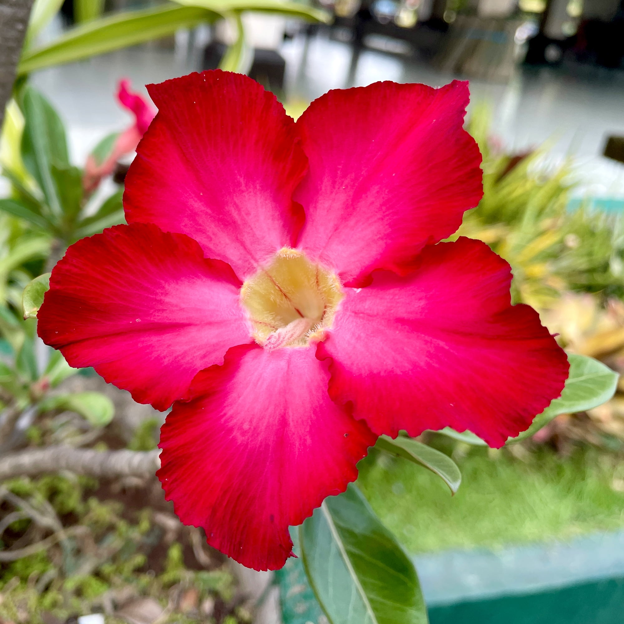 Altman Plants Red Desert Rose Succulent (Adenium) in 1 Gallon Grower Pot