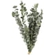 thumbnail image 1 of Bundle Ramo De Hojas Verdes Ramo De Flores Secas Flores Reales Secas Al Aire Natural Ramas De Flores Secas Decoración De Flores De Boda Para Fiestas Inevent HA039741-01, 1 of 6