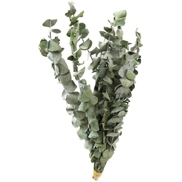 Bundle Ramo De Hojas Verdes Ramo De Flores Secas Flores Reales Secas Al Aire Natural Ramas De Flores Secas Decoración De Flores De Boda Para Fiestas Inevent HA039741-01