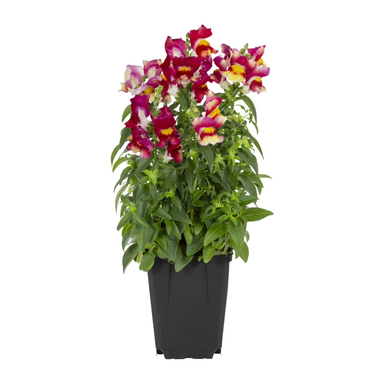 Expert Gardener 1PT Red Yellow Snapdragon Live Annual Plant Sun 6-Pack