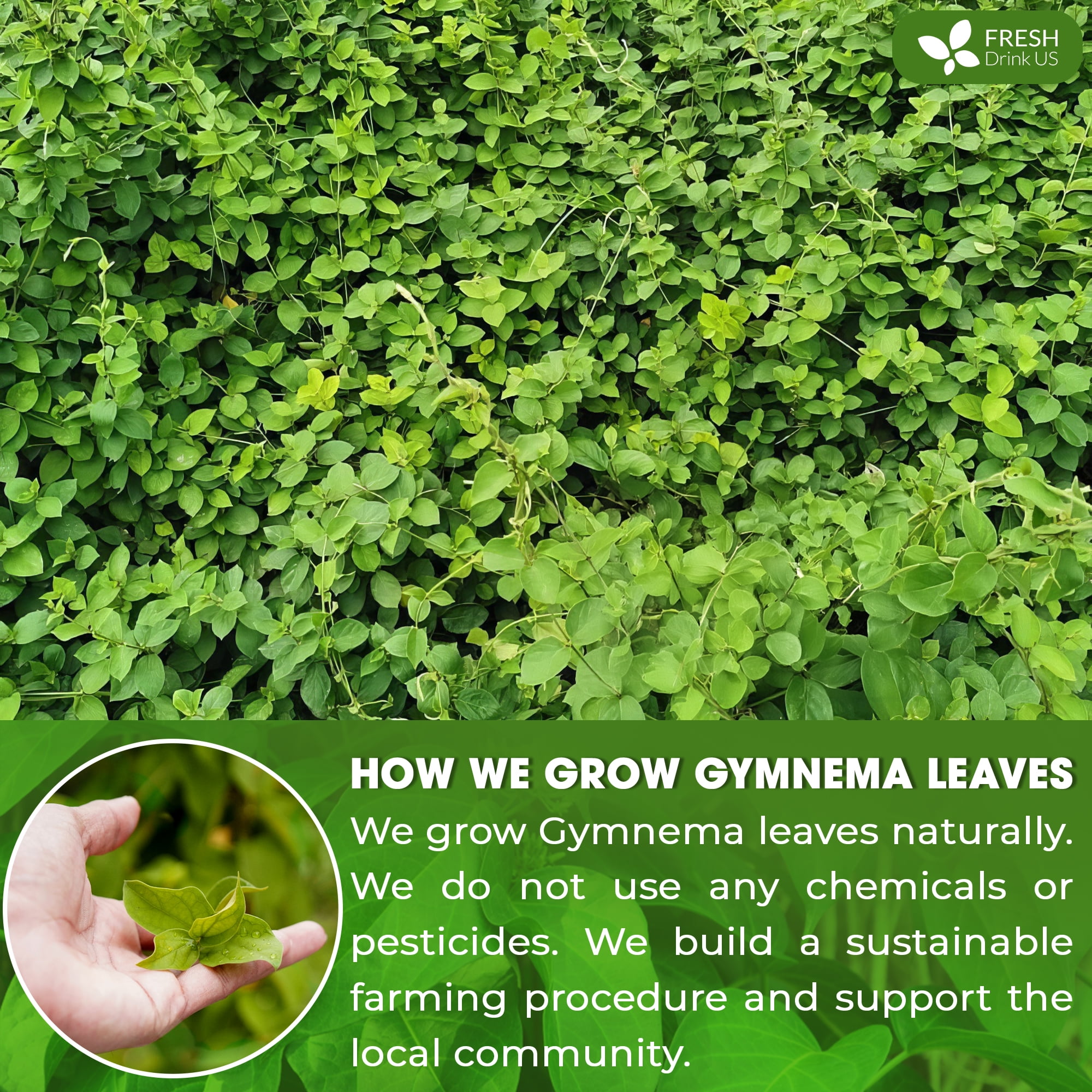 FreshDrinkUS, Premium 120 Gymnema Leaf Tea Bags, 100% Natural & Pure from Gymnema Leaves. Gymnema Tea Bags for Diabetics - COLD-DRIED for Maximum Freshness and Nutrient Retention. No Sugar, Vegan.