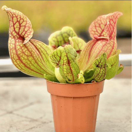 Purple Pitcher Live Starter Plant for Planting, Sarracenia Purpurea, Live Carnivorous Plant, 3 Inch Pot
