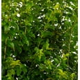 thumbnail image 2 of Southern Living Ligustrum 3G Green Live Shrub Full Sun, 2 of 2
