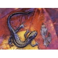 thumbnail image 2 of Delisle, Gilles 14x11 Gold Ornate Wood Framed with Double Matting Museum Art Print Titled - Canada, Quebec Blue-spotted salamander on leaf, 2 of 4