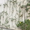 thumbnail image 4 of MYG Wire Trellis Kit Wall Trellis Set Rustproof Climbing Plant Trellis Cross Head, 4 of 9