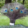 thumbnail image 2 of 1-100 Pcs Natural Peacock Tail Feathers 10-12'' For Bouquet Diy Home Decoration zhangyuxiang LED, 2 of 2